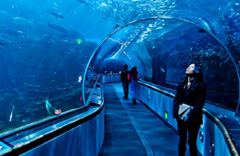 Aquarium Of The Bay San Francisco